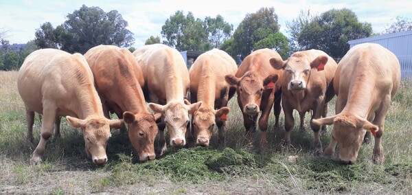 Livestock are kept at Pelycan Landing most of the year